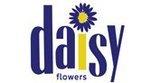daisy flower london ontario image 1